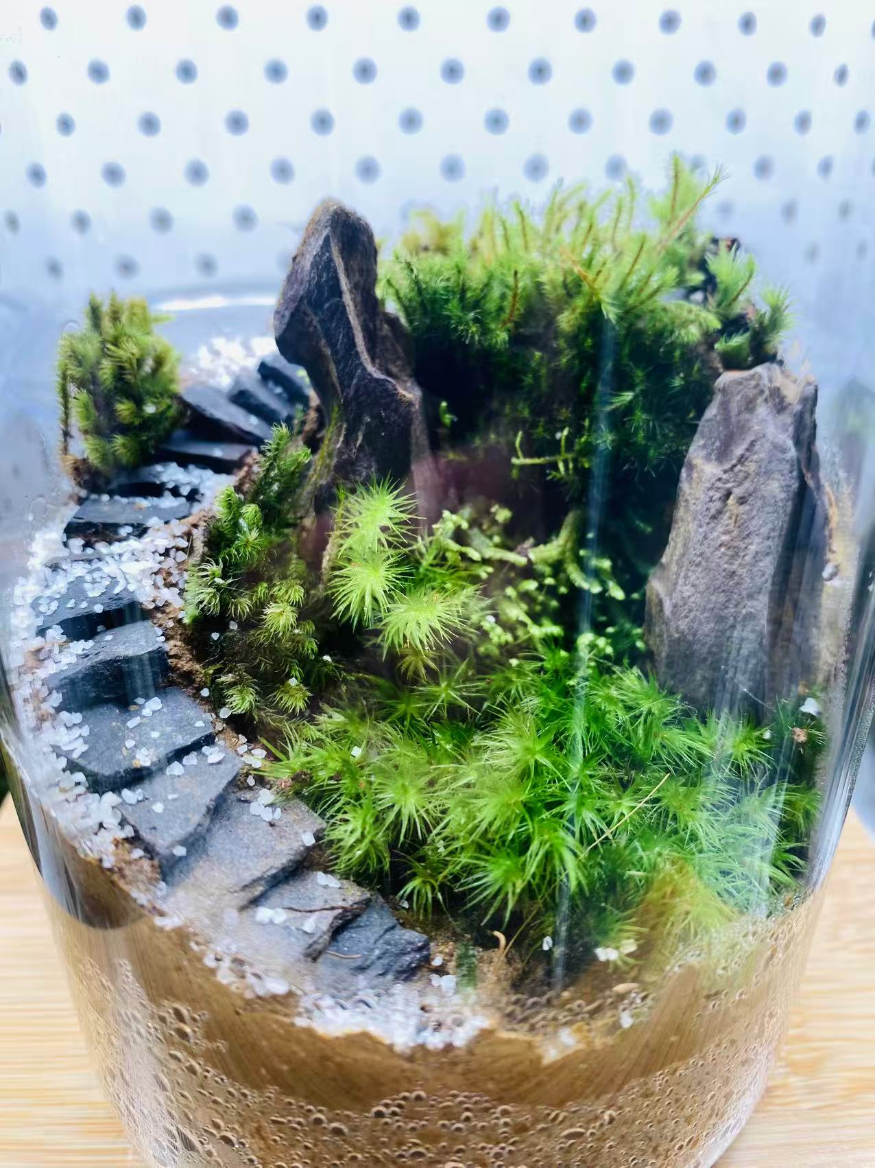 Mossy Stone Trail