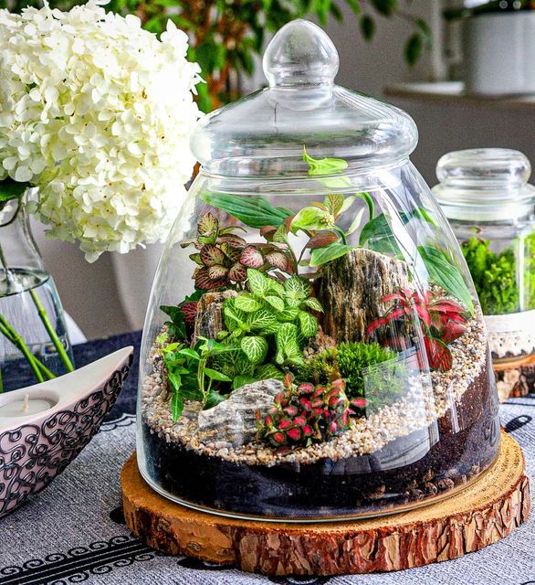 Moss Cabin Terrarium